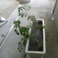 トマトの苗を植えました🍅