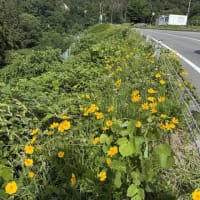 浅川ダム直下、花ももの里の土手の草刈りをしました！月齢25.7のお月様