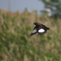 ハッカチョウ①