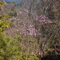蕨山　北東尾根からアカヤシオ