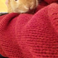 うさぎの漣