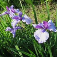 遠藤笹窪谷公園散策
