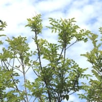 内輪（うちわ）のことを自慢したので、団扇（ウチワ）の写真です。