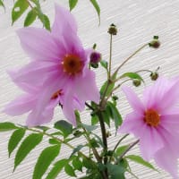 季節の花「皇帝ダリア」