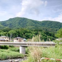 【釣】解禁2日目は叩かれ済でムズい状況　（2025/06/02　鮎　笹子川）