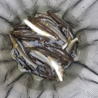 6月18日の釣況