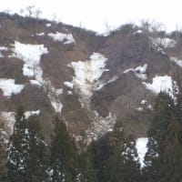 連載331「ゼンマイ採りの姿が見えないなー」(その１)