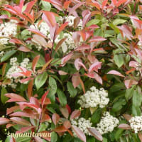 「相模原麻溝公園」では「カナメモチ」が赤い葉に白い５弁花を！！