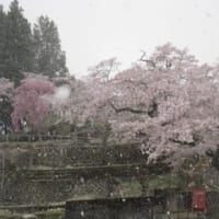 桜にほんとうの雪ふぶき