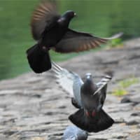 鳩