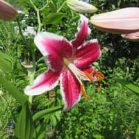 華やかなゆりの開花　　+　　情報