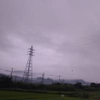 今日は雨かね〜ツバメの空