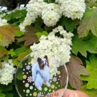 三宝水再生センターの紫陽花(^^♪