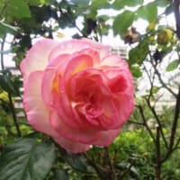 何かに縋る為に　　TOKYO　REINBOW　PRIDE