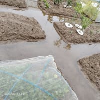 梅雨本番10,11日特に本日（水）大雨の予報！=10日はお休み=・・