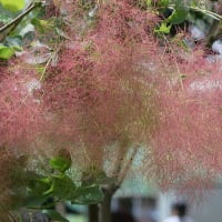 木の実が見られる時期に