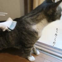 ブラシはいかが？