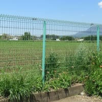新バージョンの５本の幟で国宝めざす人々