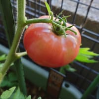 プランター菜園