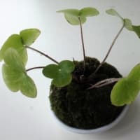 苔玉