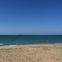 海の中道海浜公園は桜とネモフィラの競演！