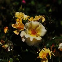 春花風景　湧永庭園　5月のバラ 　２