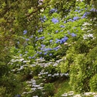 可睡ゆり園で紫陽花②