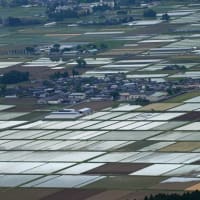 （再）熊本「春スイカ」
