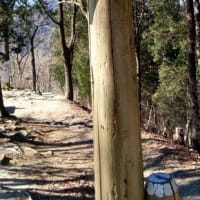 宝登山まいり