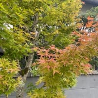 栗の渋皮煮のパウンドケーキ