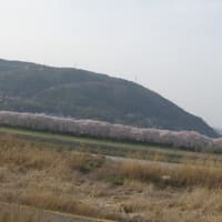 八幡の背割堤の桜