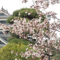 【京都幕間旅情】松本城-観桜,信州信濃の国は壮大城郭の背景に歴史あり-いまふたたび旅に出よう