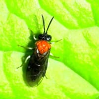 ムネアカキアシハバチ