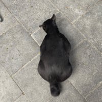 猫まくりな木曜日。