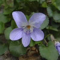 御衣黄桜の咲く頃