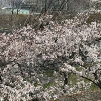 今年の桜は