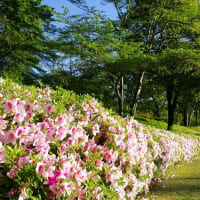 新緑輝くつつじの丘