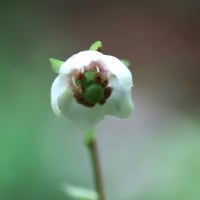 治療の合間に花散策！（イチヤクソウとウメガサソウ、トキソウと！）