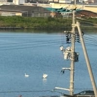 河口の水面に