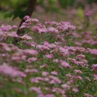 シモツケ 下野 バラ科 ピンクと白の２色あり細かな花が密咲きします。今日の野鳥：コアジサシ