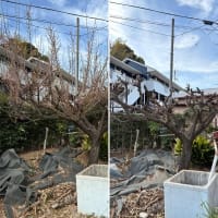 梅の花の季節が終わり来年もきれいな花が咲くよう剪定作業