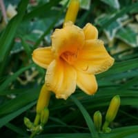 「童謡の会」コンサート／庭の花