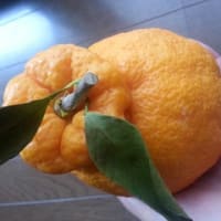 デコポン1個で1日分のビタミンCの2/3が補える！？