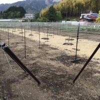 ぶどう棚用雨除け資材 簡易トンネルメッシュ 株式会社アセラ 園芸資材部 ぶどう棚用雨除け資材 簡易トンネルメッシュ 株式会社アセラ 園芸資材部