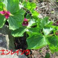 お花見３