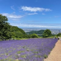 幌見峠　ラベンダー園　〜　札幌市中央区