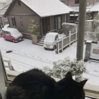 初めて雪を見る
