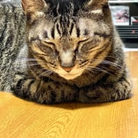 穏やかで平和な筈の日々