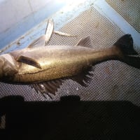 学生が訪ねて来たぞ、生物多様性環境と治水は両立するか？とね