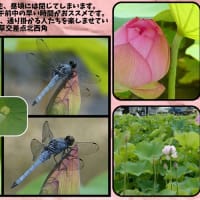 大賀ハス